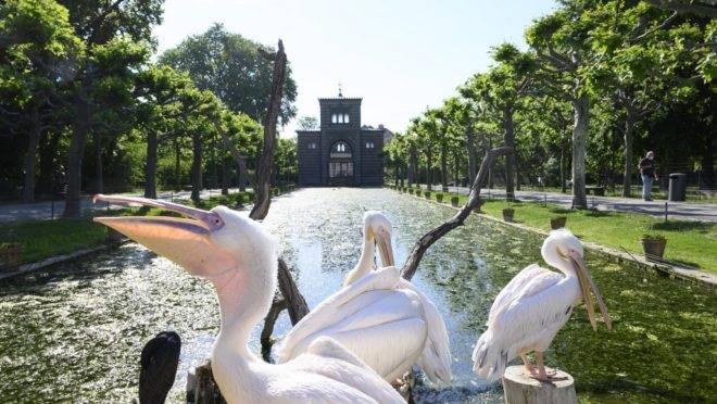 Pelicanos invadem jardim zoológico e botânico de Wilhelma, em Stuttgart, em 20 de maio de 2020, em meio à pandemia de coronavírus Covid-19.