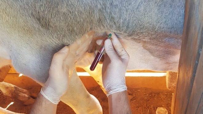 Inquérito servirá para comprovar que não há circulação do vírus da febre aftosa no Paraná