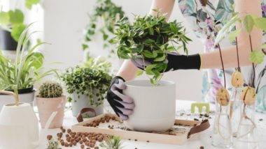 Para flores e plantas novas sem sair de casa, floriculturas e garden centers apostam nas entregas Foto: Bigstock