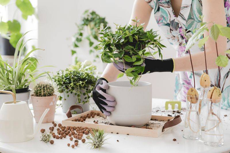 Entregas garantem plantas novas sem sair de casa durante a quarentena