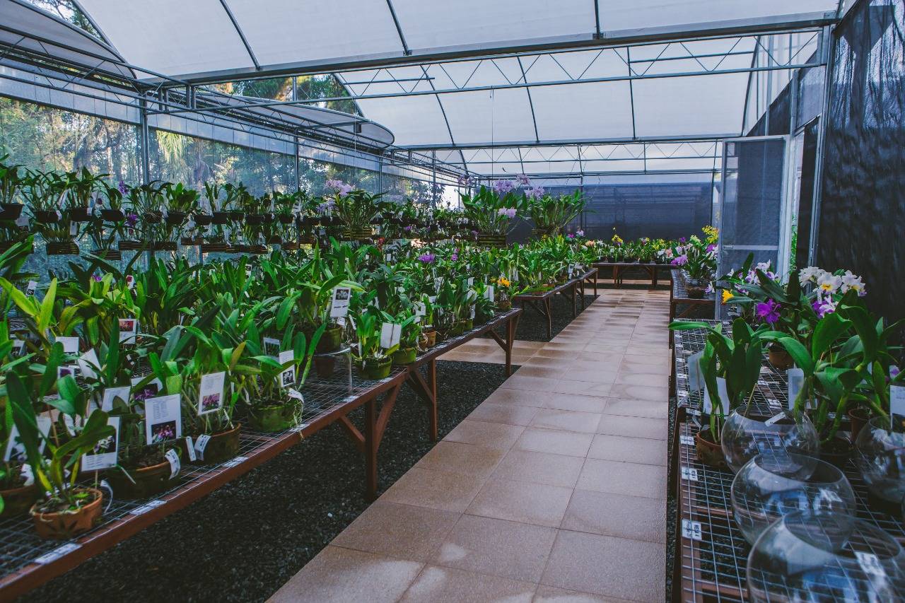 Orquidaria Rosita tem plantas a partir de R$ 40. Orquidaria Rosita tem plantas a partir de R$ 40.