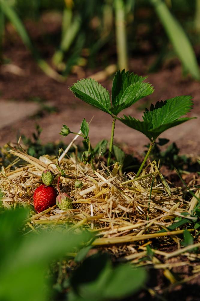 Foto: Bianca Ackermann/ Unsplash Foto: Bianca Ackermann/ Unsplash