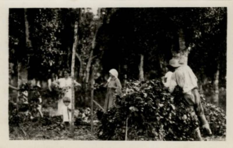 Preparação de feixes da erva-mate para o sapeco. Foto: Acervo Casa da Memória Preparação de feixes da erva-mate para o sapeco. Foto: Acervo Casa da Memória