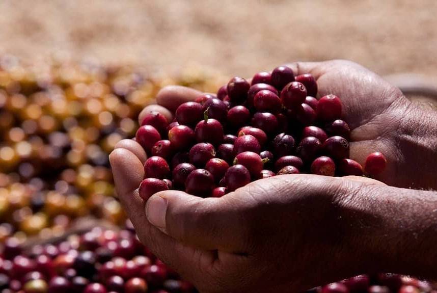 A colheita do café em Mantiqueira de Minas é 100% manual. Foto: Reprodução/Instagram A colheita do café em Mantiqueira de Minas é 100% manual. Foto: Reprodução/Instagram
