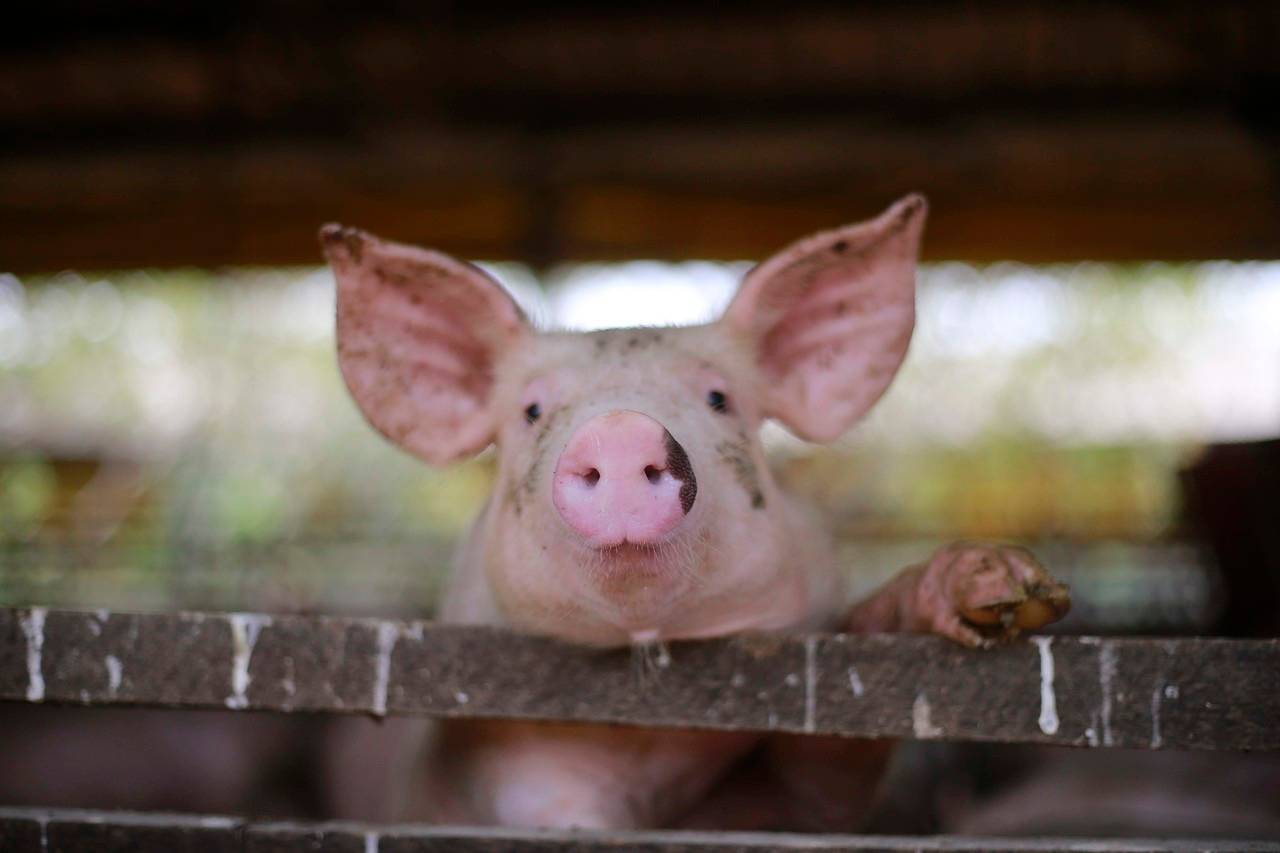 Nova gripe suína na China: aumento da circulação de uma variação do vírus H1N1