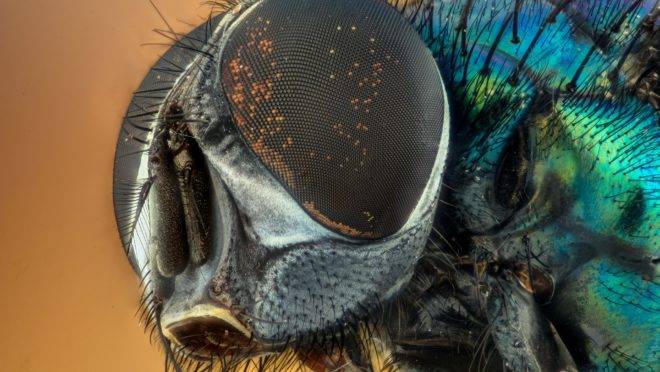 Finalmente o Brasil ganha a estatueta com “An Airport for Disgusting Flies”, de Karlos Amarhal.