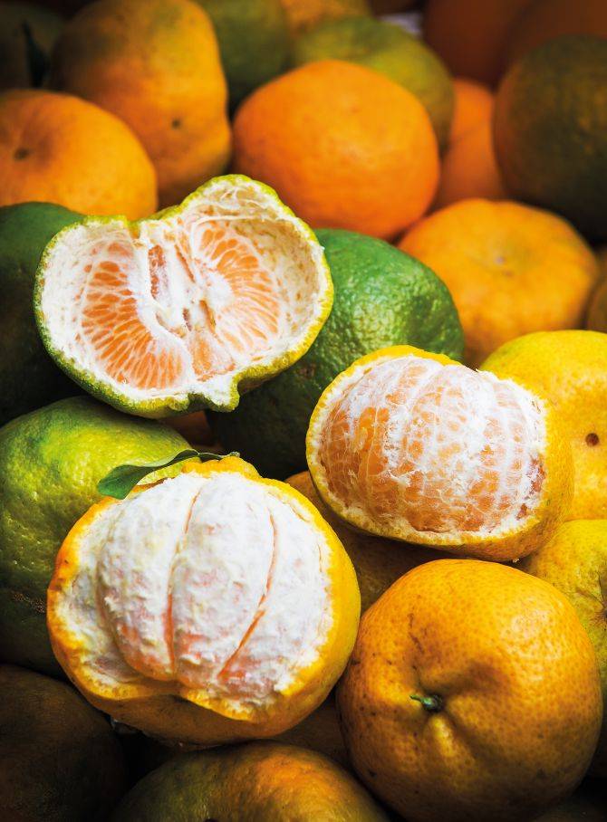 A ponkan é mais comum das tangerinas: tem a casca mais grossa e é adocicada. Foto: Letícia Akemi/Gazeta do Povo A ponkan é mais comum das tangerinas: tem a casca mais grossa e é adocicada. Foto: Letícia Akemi/Gazeta do Povo