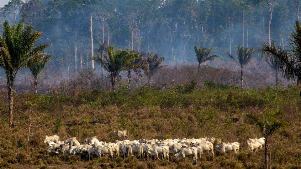 Amazônia