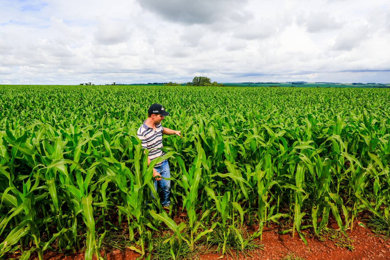 28 de julho é o dia do agricultor.
