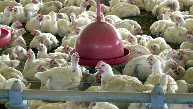 China suspende compra de frigorífico brasileiro