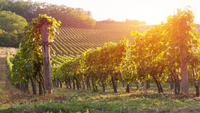 A importância da natureza na concepção de vinhos inesquecíveis