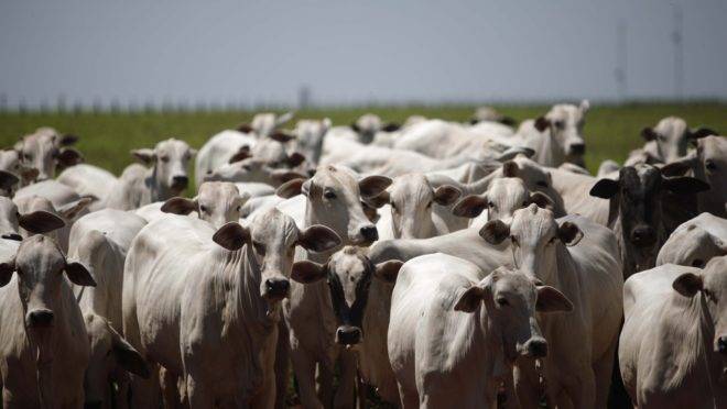 Paraná deixou de vacinar o rebanho bovino em 2019.