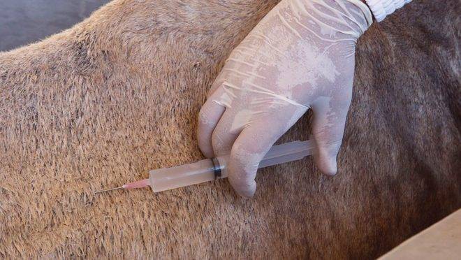 Pesquisadores aguardam autorização da Anvisa para o início dos testes do soro em seres humanos.