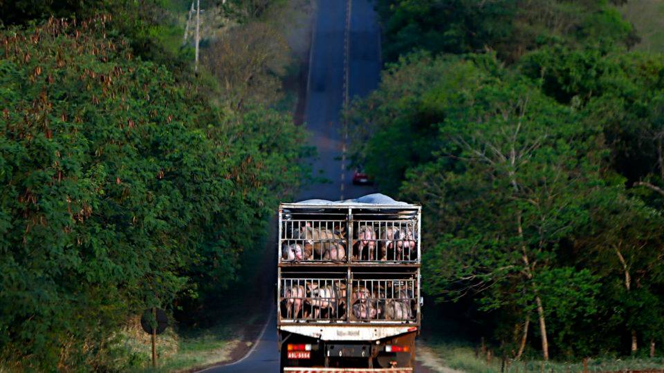 Na base do associativismo, Oeste paranaense cresce e “atropela a pandemia” Produção de suínos na região Oeste do Paraná