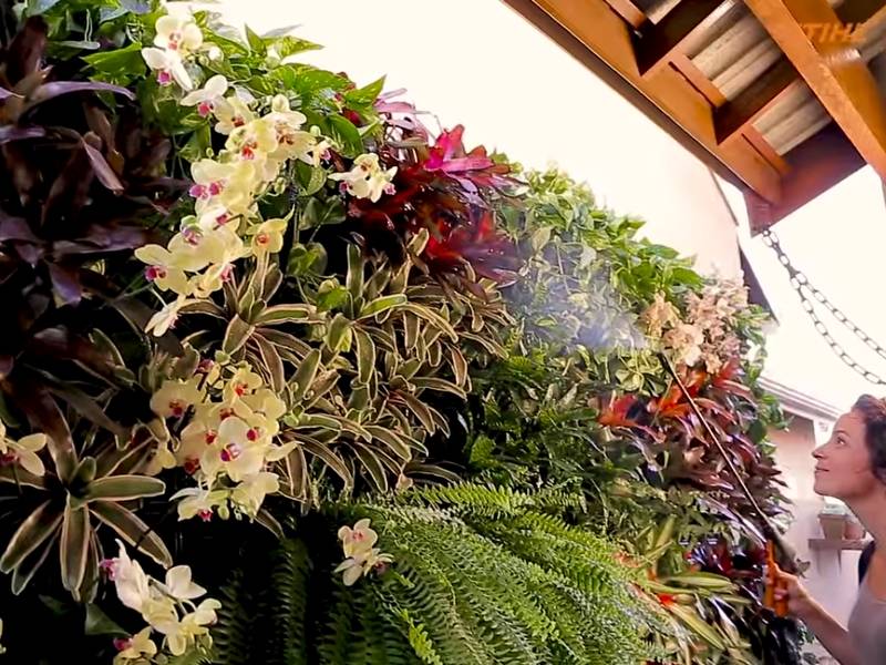 Foto: Carol Costa/Minhas Plantas Foto: Carol Costa/Minhas Plantas