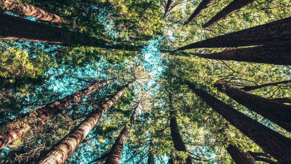 Biomimética: por que o estudo da natureza é o futuro da construção civil Biomimética: por que o estudo da natureza é o futuro da construção civil