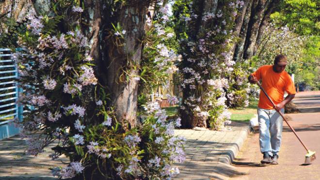 Maripá virou “capital” das orquídeas após iniciativa de professora nos anos 90