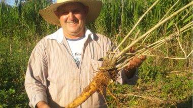Ginseng paranaense é um dos produtos perto de obter Indicação Geográfica Ginseng paranaense é um dos produtos perto de obter Indicação Geográfica