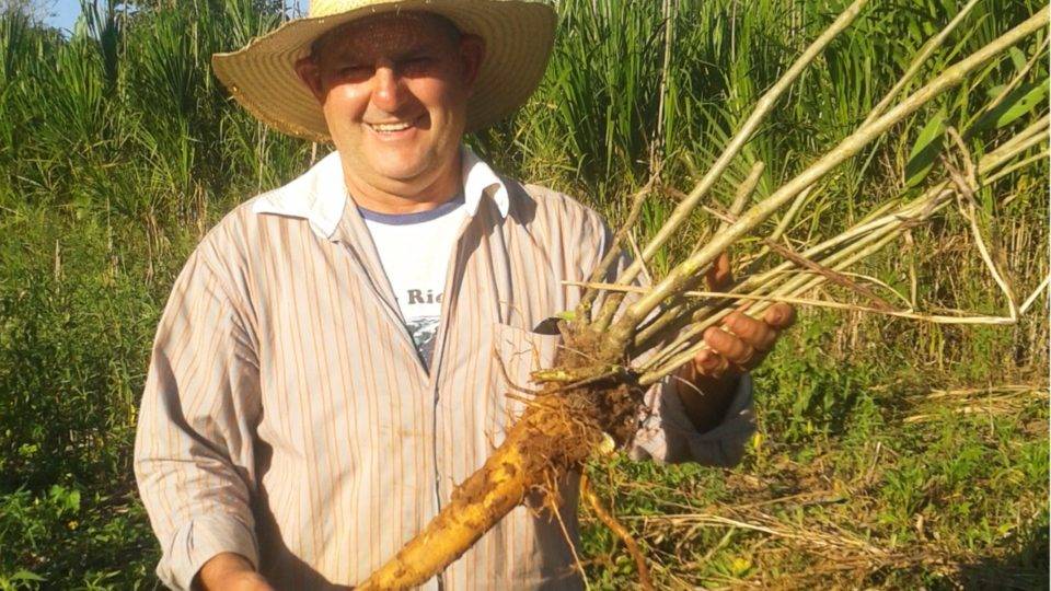 Ginseng paranaense é um dos produtos perto de obter Indicação Geográfica Ginseng paranaense é um dos produtos perto de obter Indicação Geográfica