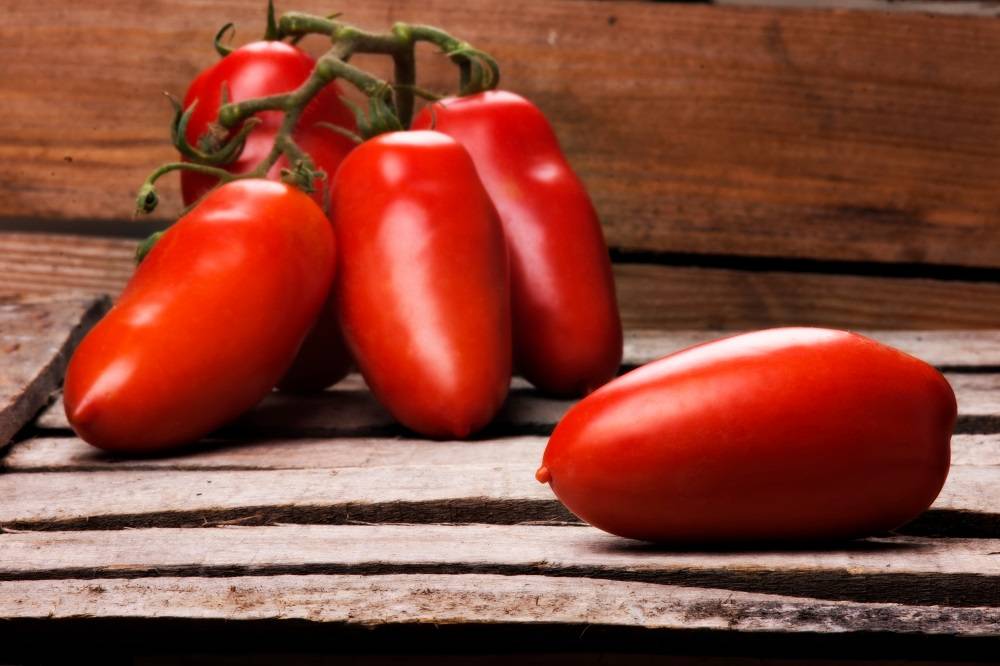 Os tomates são colhidos sempre bem maduros para garantir a qualidade do tomate pelado em lata.