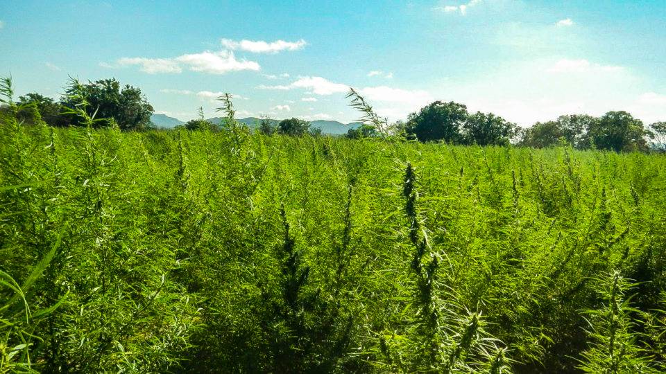 plantação de maconha
