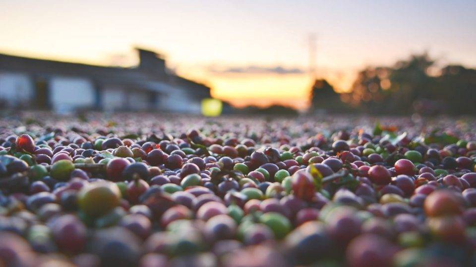 Nespresso anuncia neutralização de carbono da cadeia produtiva até 2022 Fazenda café