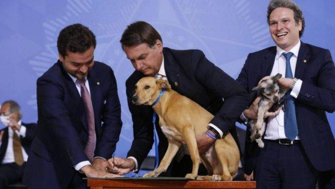 Bolsonaro sanciona aumento de pena por maus-tratos a cães e gatos