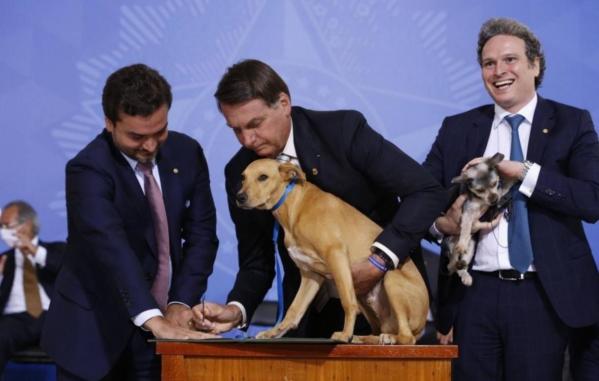 Bolsonaro sanciona aumento de pena por maus-tratos a cães e gatos