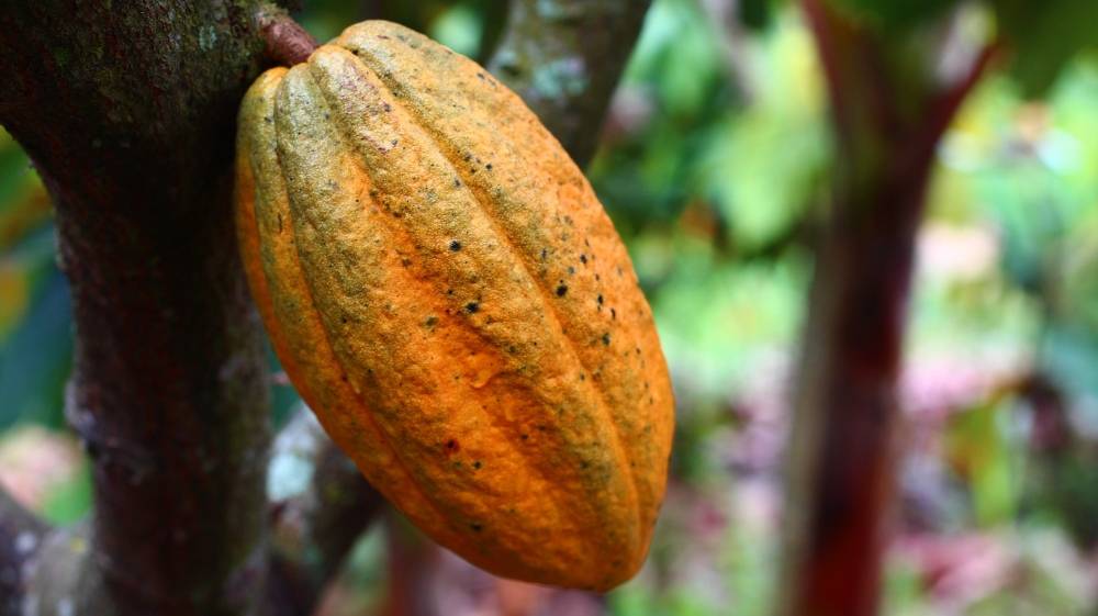 Projeto Cocoa Life tem o obejetivo de exercitar a cadeia do cacau de forma sustentável. Foto: Holiet/Pixabay Projeto Cocoa Life tem o obejetivo de exercitar a cadeia do cacau de forma sustentável. Foto: Holiet/Pixabay