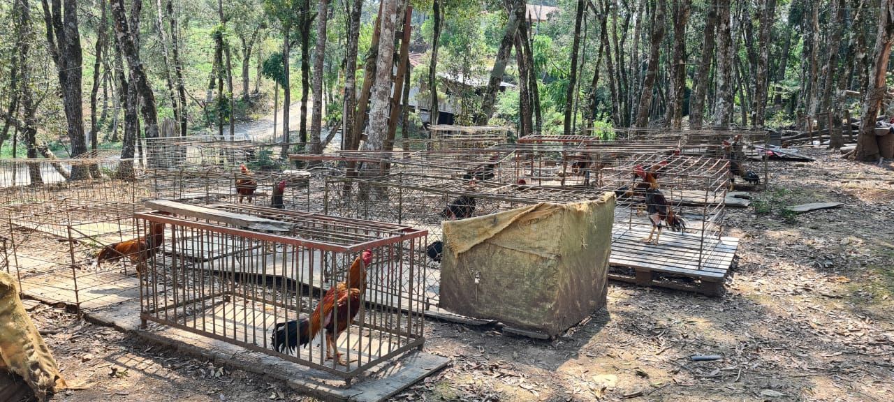 Chácara em Campo Largo era usada para rinhas de galo.