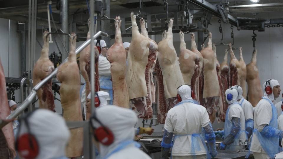 Carnes de frango e suína batem recordes em 2020; setor projeta 2021 ainda melhor Produção, exportação e consumo de carne suína fizeram com que setor de proteína animal pudesse alimentar brasileiros e estrangeiros