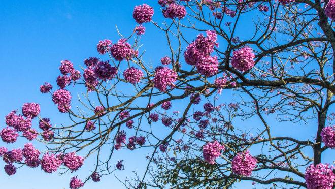 Nas ruas, o fim do inverno e chegada da primavera tem como marca o aparecimento dos ipês-roxos.