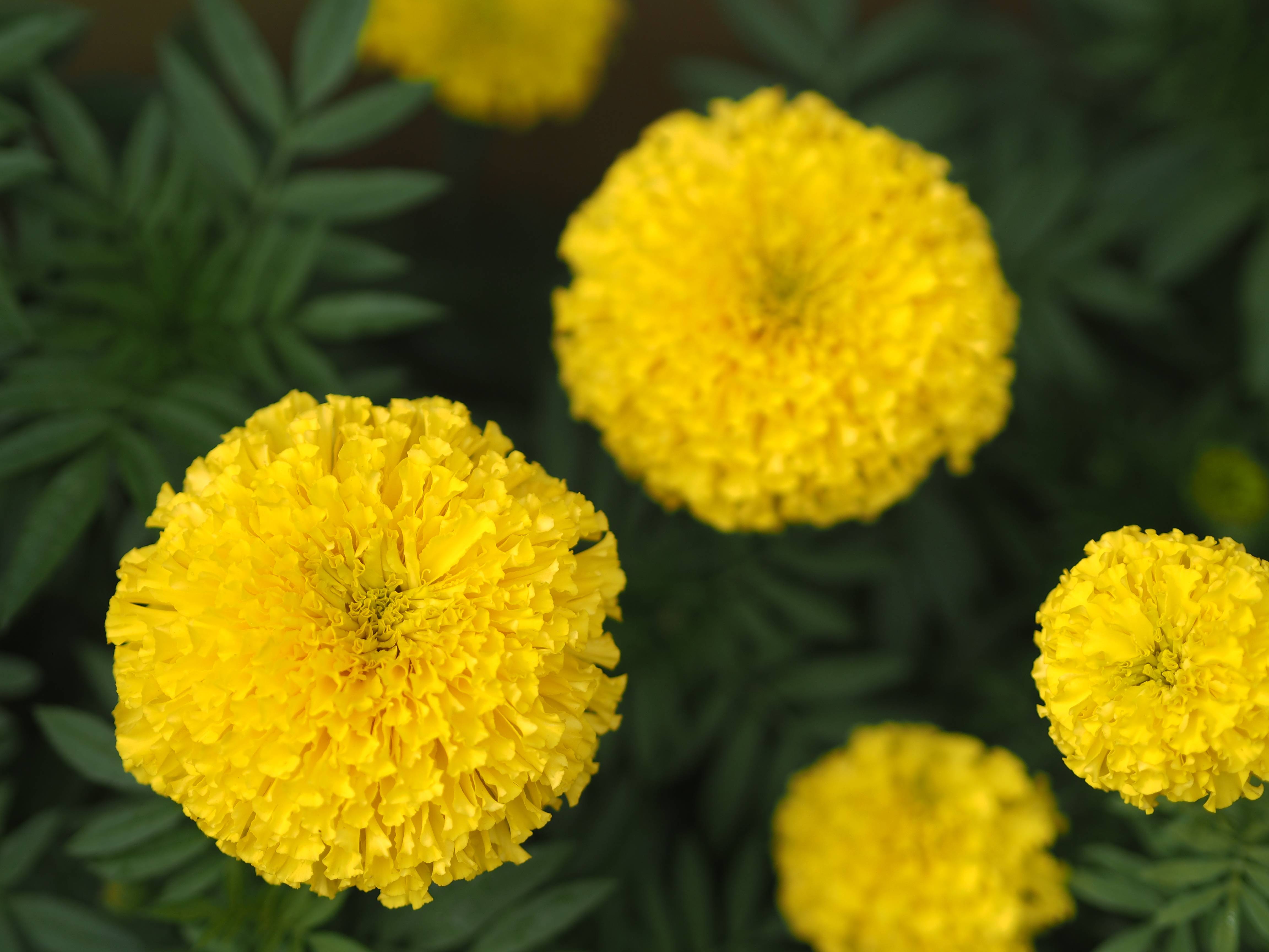 A tagete tem floração exclusiva na primavera. A tagete tem floração exclusiva na primavera.