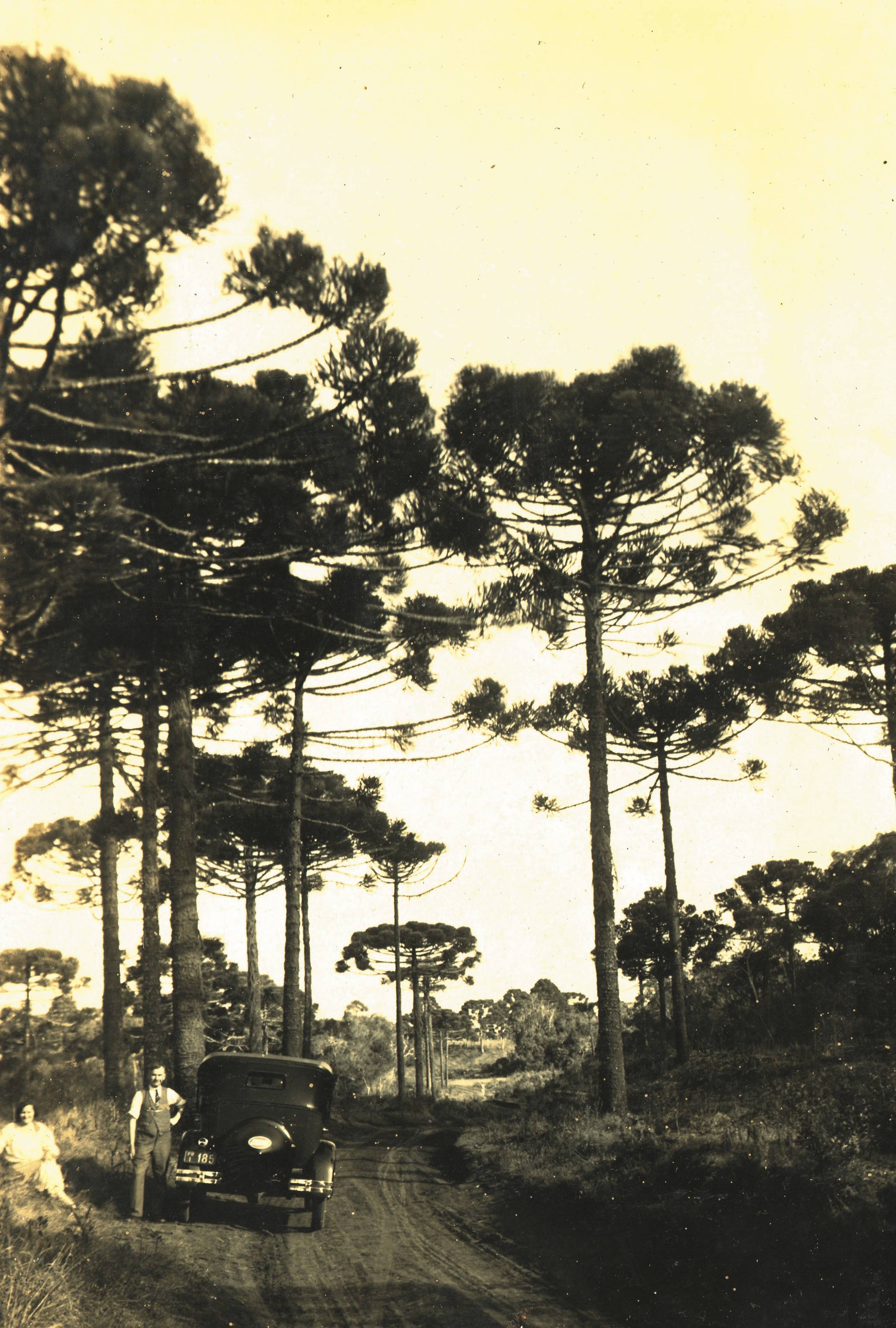 Pinheiros do Paraná, pelo fotógrafo argentino José Peón (1889-1972). Pinheiros do Paraná, pelo fotógrafo argentino José Peón (1889-1972).