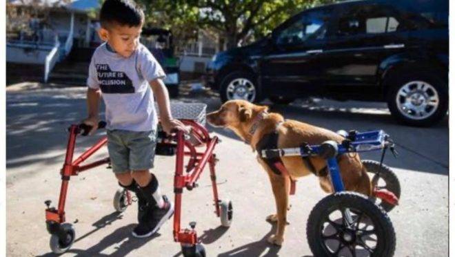 O projeto foi criado por Jamie Wallace-Griner depois de testemunhar o impacto de um cão na vida do filho que tem autismo