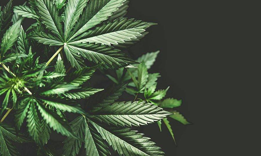 Liberação da maconha piorou índices relacionados à segurança pública