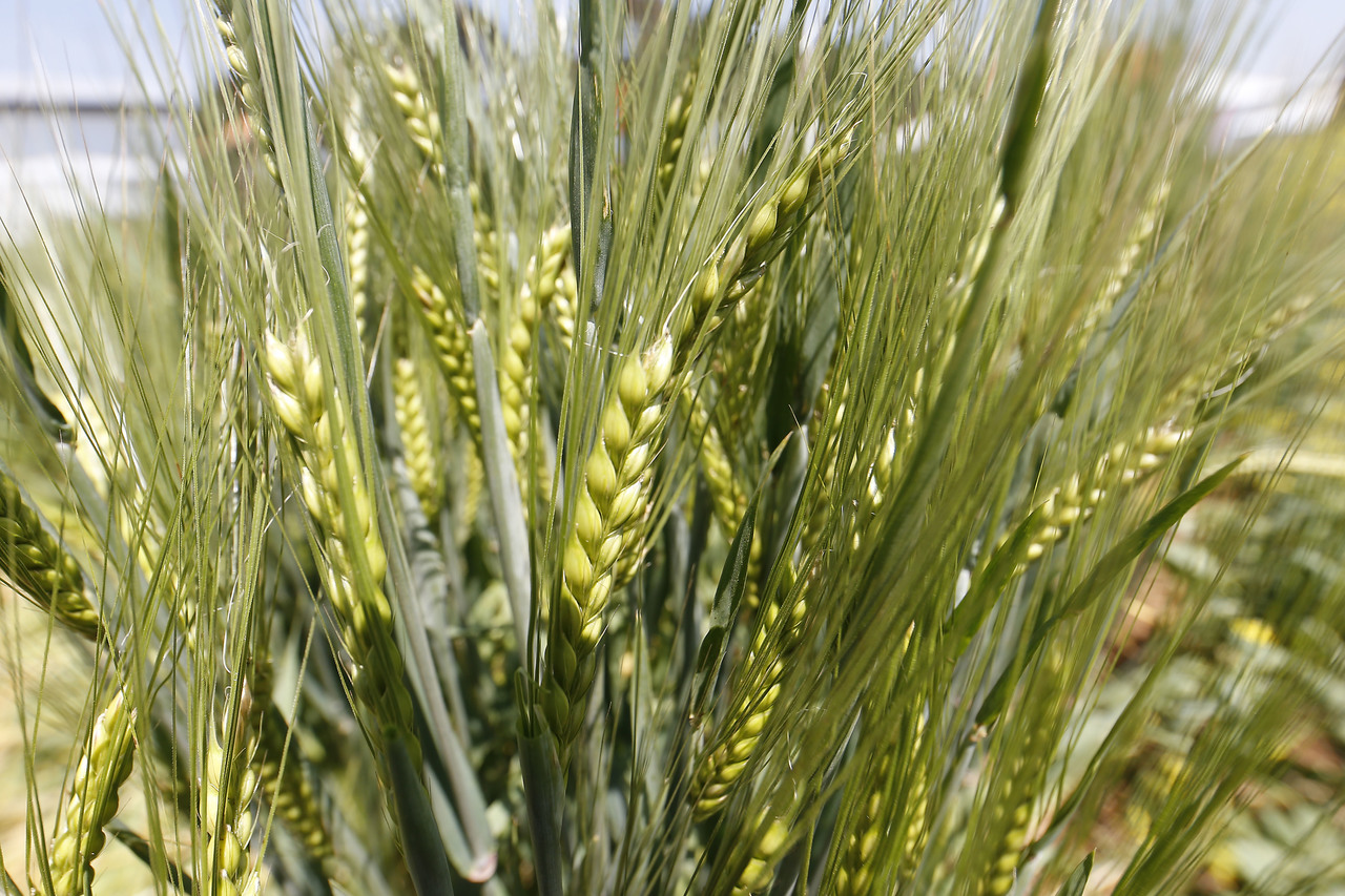 Plantação de cevada na região dos Campos Gerais