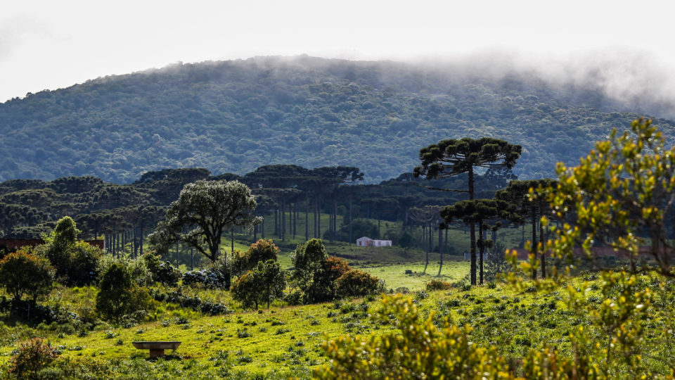 O ambientalismo e os novos caminhos da servidão Mercado de carbono livre vai remunerar quem proteger áreas de floresta nativa no Brasil