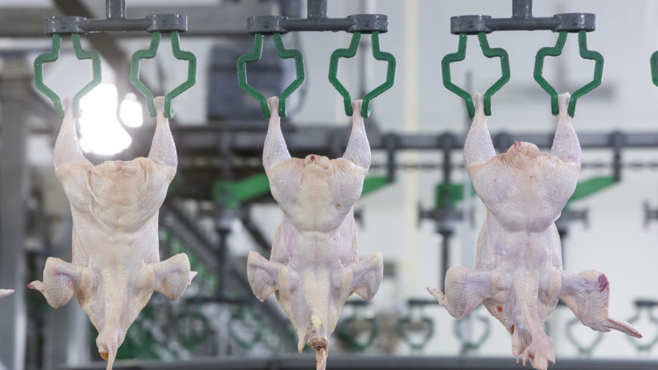 Frigorífico de aves da Coopavel, em Cascavel