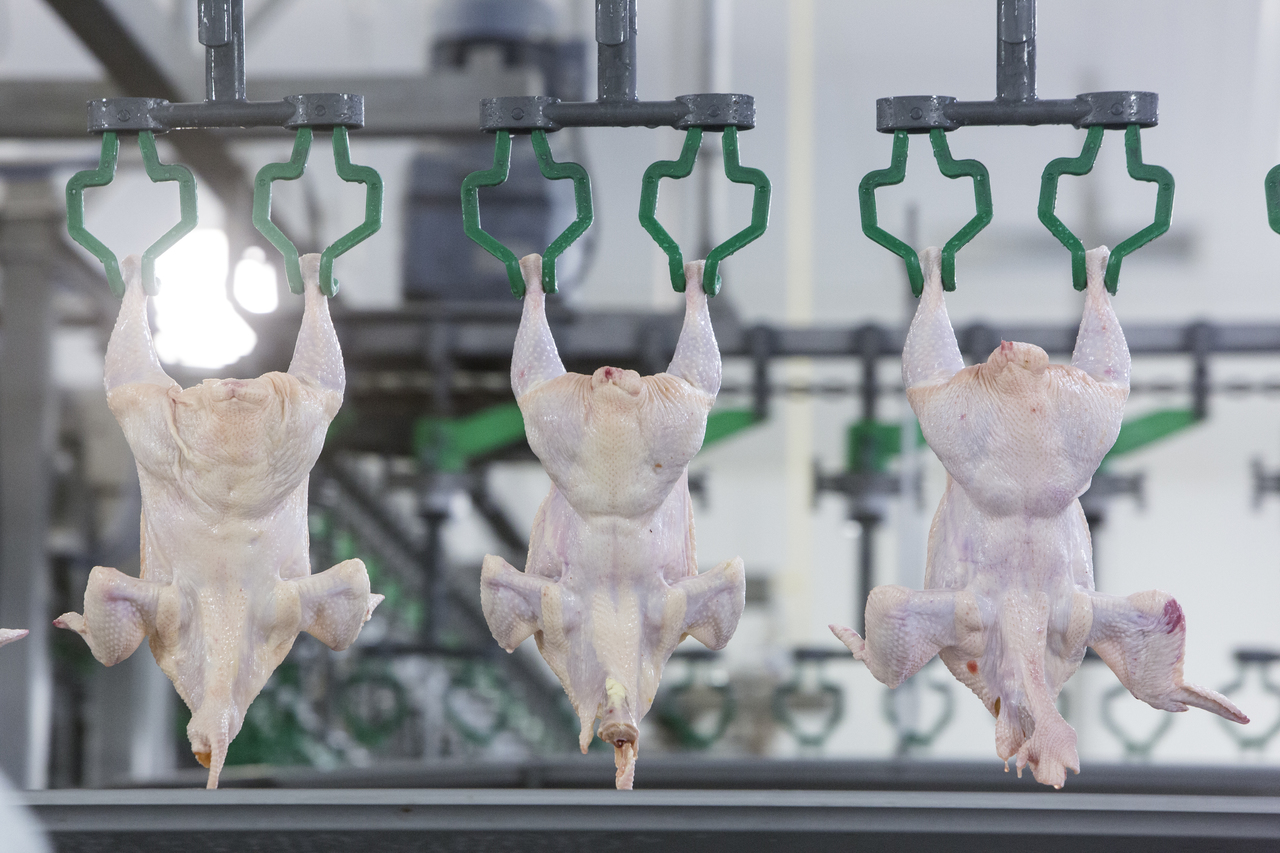 Frigorífico de aves da Coopavel, em Cascavel