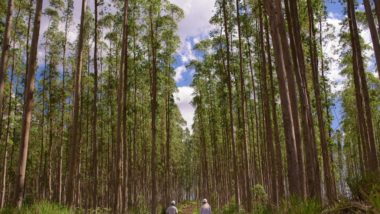 Propriedade em Imbaú beneficiada por programa de fomento florestal da Klabin.