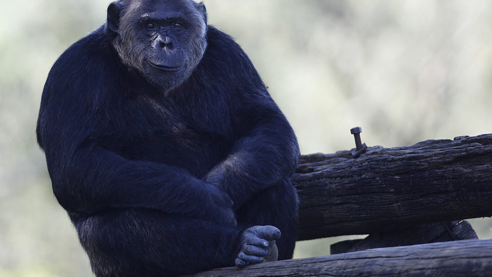 O aluno é um chimpanzé no zoo