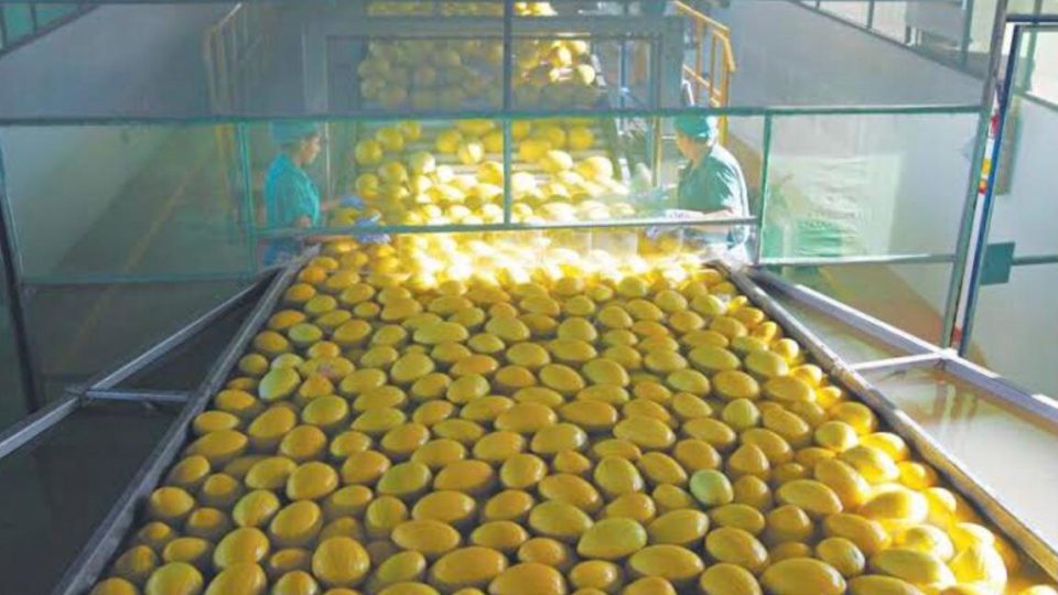 Ceará se destaca como produtor e exportador de frutas O melão está entre as frutas líderes em exportação pelo Porto de Pecém (CE)