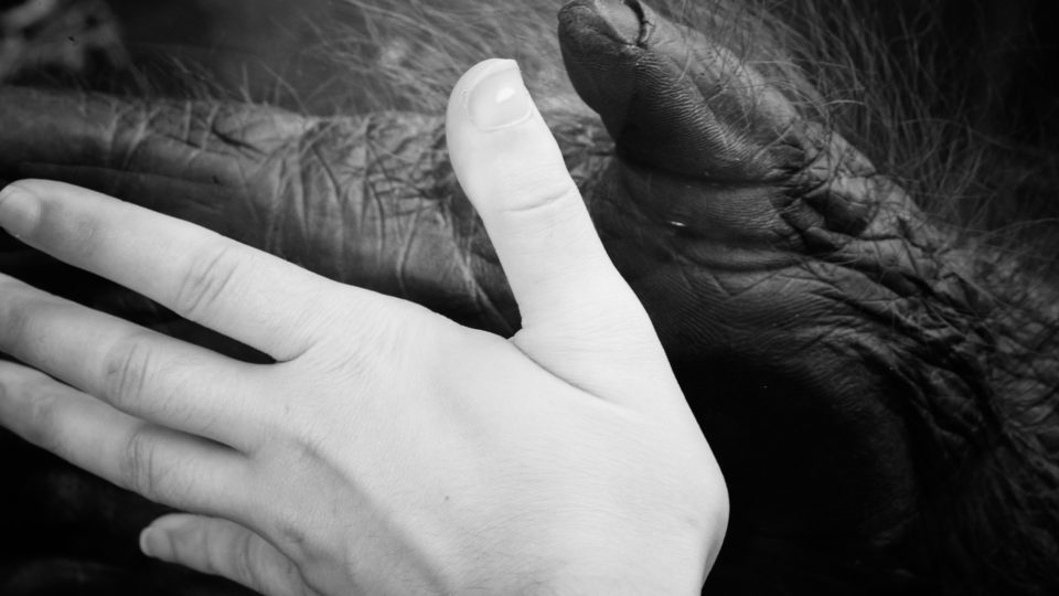 Híbrido homem-macaco: como os socialistas tentaram eliminar a liberdade da natureza humana A fim de criar o “homem socialista”, Ilya Ivanovich Ivanov tentou alterar a natureza humana e gerar um híbrido entre homens e macacos.