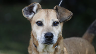transporte animais ônibus