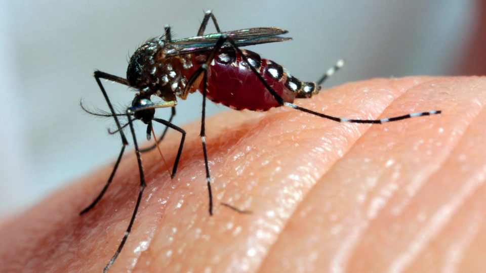 Mosquito da dengue.