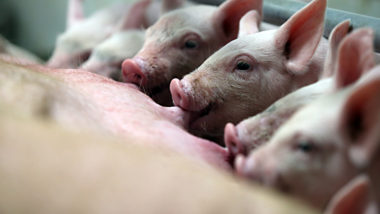 Segundo maior produtor carne suína do Brasil, Paraná busca a liderança na exportação