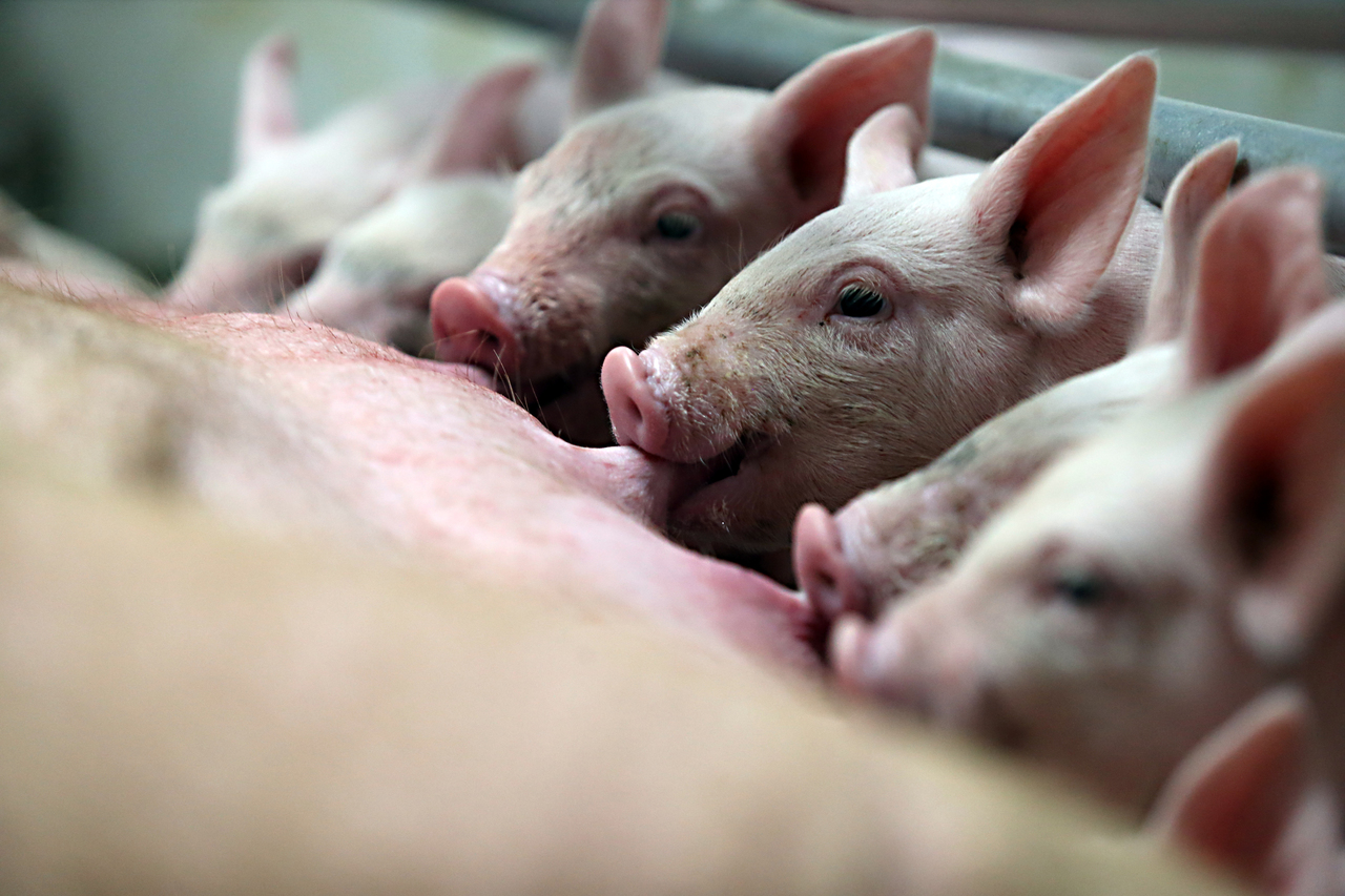 Segundo maior produtor carne suína do Brasil, Paraná busca a liderança na exportação