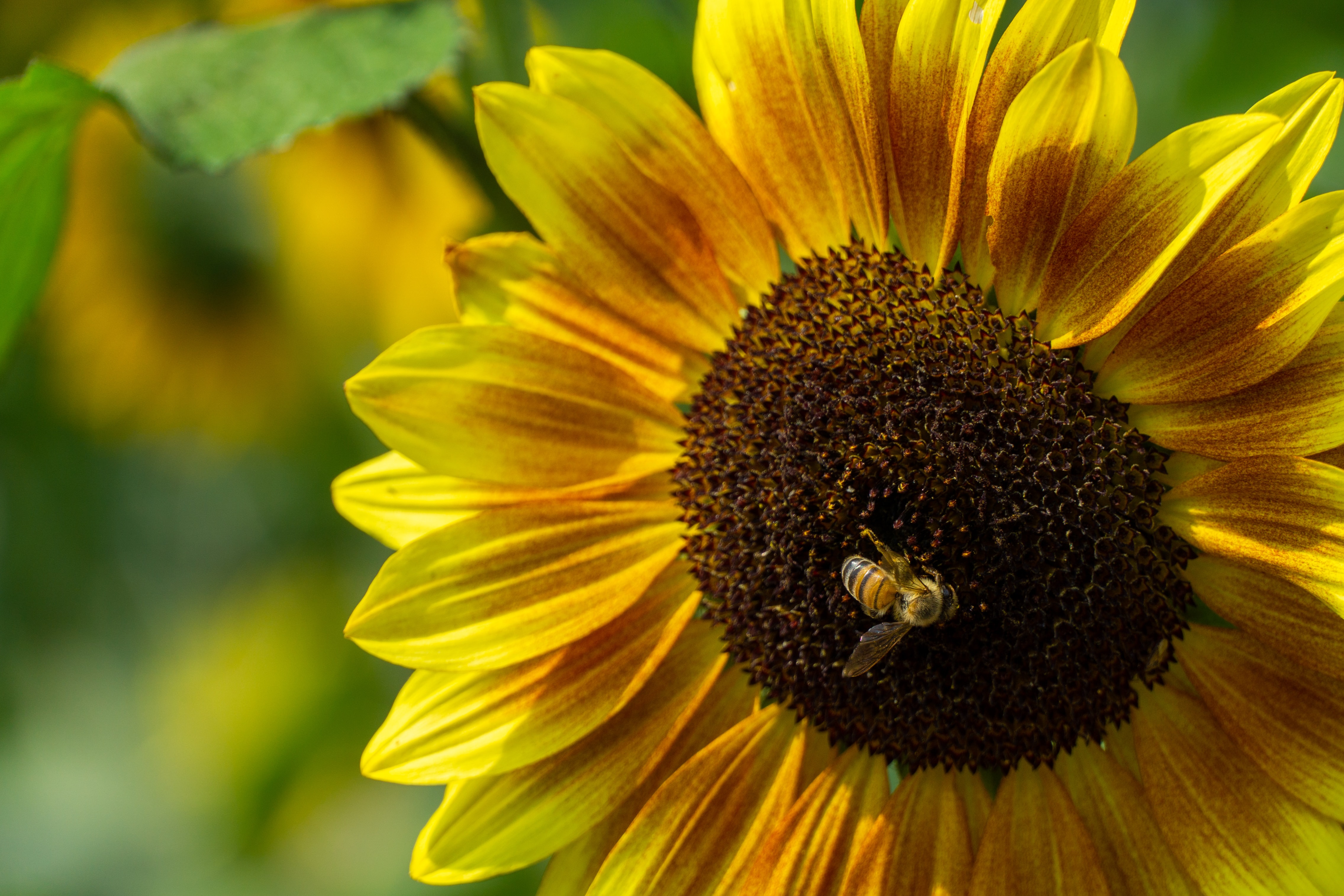 Girassol é uma das principais plantas polinizaras. Foto: Filipe Coimbra/Unsplash. Girassol é uma das principais plantas polinizaras. Foto: Filipe Coimbra/Unsplash.