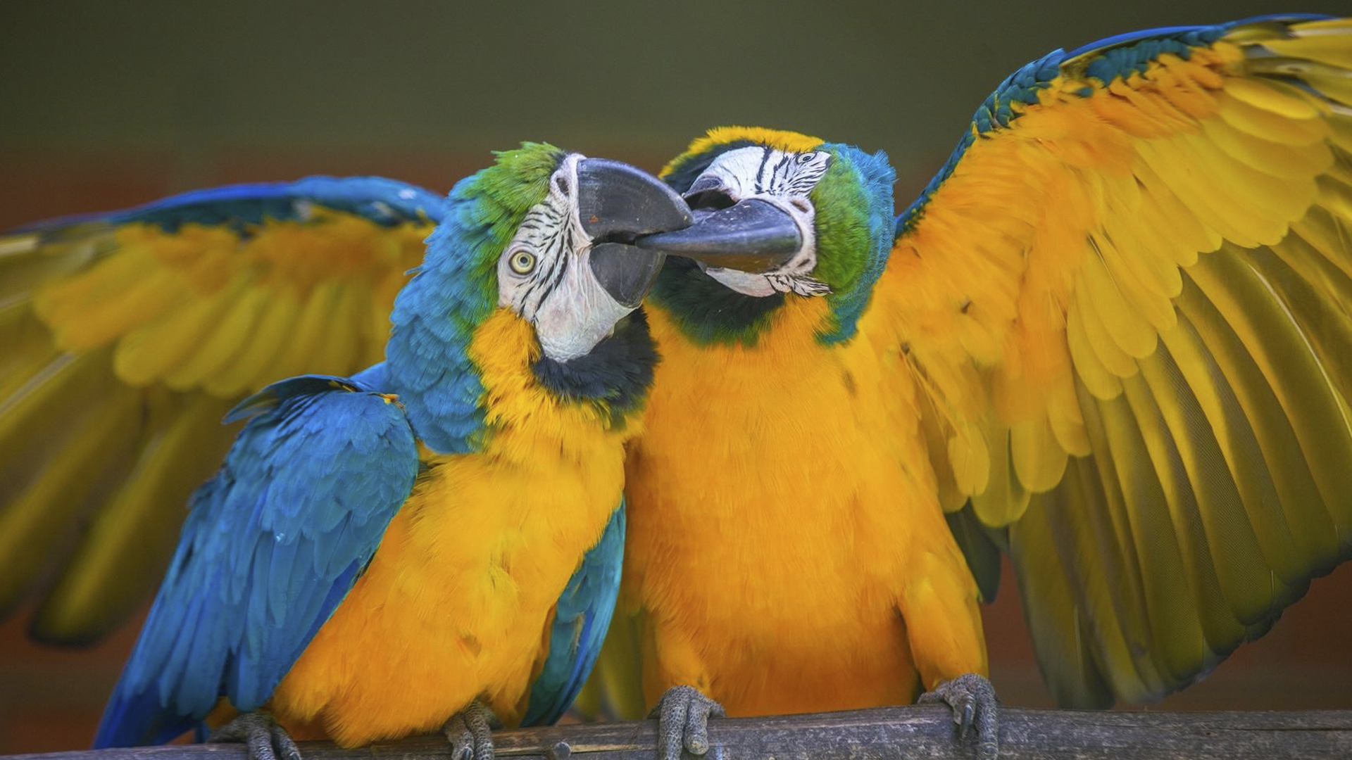 As araras-canindé são umas das espécies mais visadas para tráfico ilegal de animais silvestres